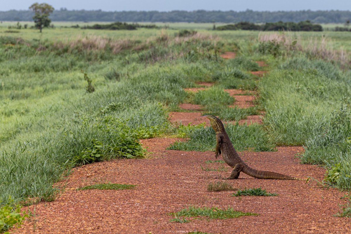 Annie Brown tweet media