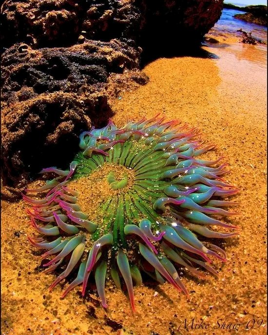@historyinmemes Photographed during low tide at 'Hidden Beach' in Monterey by Mike Shaw, California, this vibrant sea anemone was captured using a Canon 40D and a Tokina 10-17mm Fisheye Lens. Sea anemones are fascinating creatures that belong to the phylum Cnidaria, which also includes…