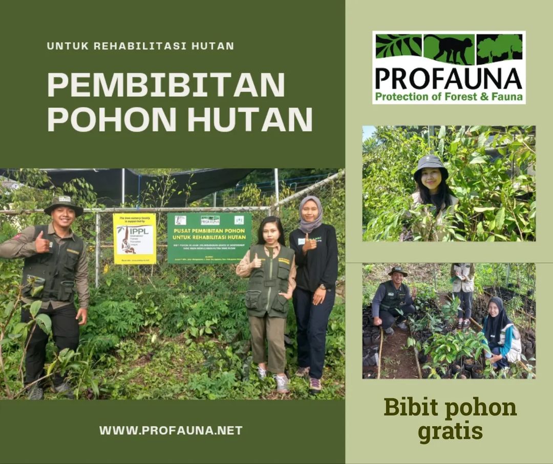 ProFauna's tweet image. PROFAUNA Indonesia bekerjasama dengan P-WEC mengelola pembibitan pohon yang akan digunakan untuk memulihkan hutan yang rusak atau beralih fungsi. 

Bibit pohon ini dibagikan gratis ke masyarakat lokal yang ingin memulihkan hutan. PROFAUNA sudah membantu ratusan ribu bibit pohon.
