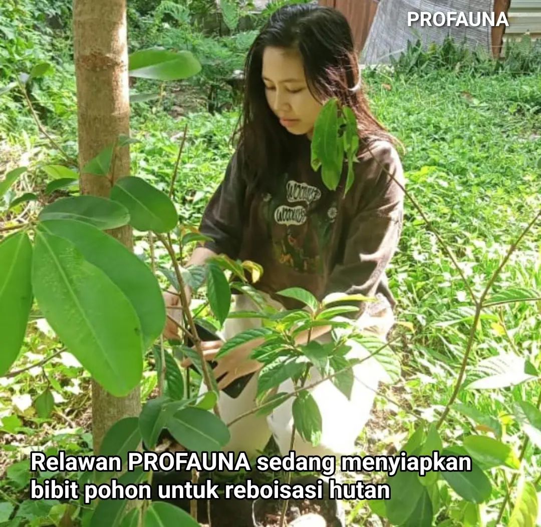 ProFauna's tweet image. Relawan PROFAUNA Indonesia dalam bulan ini sibuk menyiapkan bibit pohon di hutan pwec . Bibit pohon ini rencananya akan disumbangkan ke masyarakat lokal untuk reboisasi atau memulihkan hutan yang rusak di jajaran pegunungan Kawi.