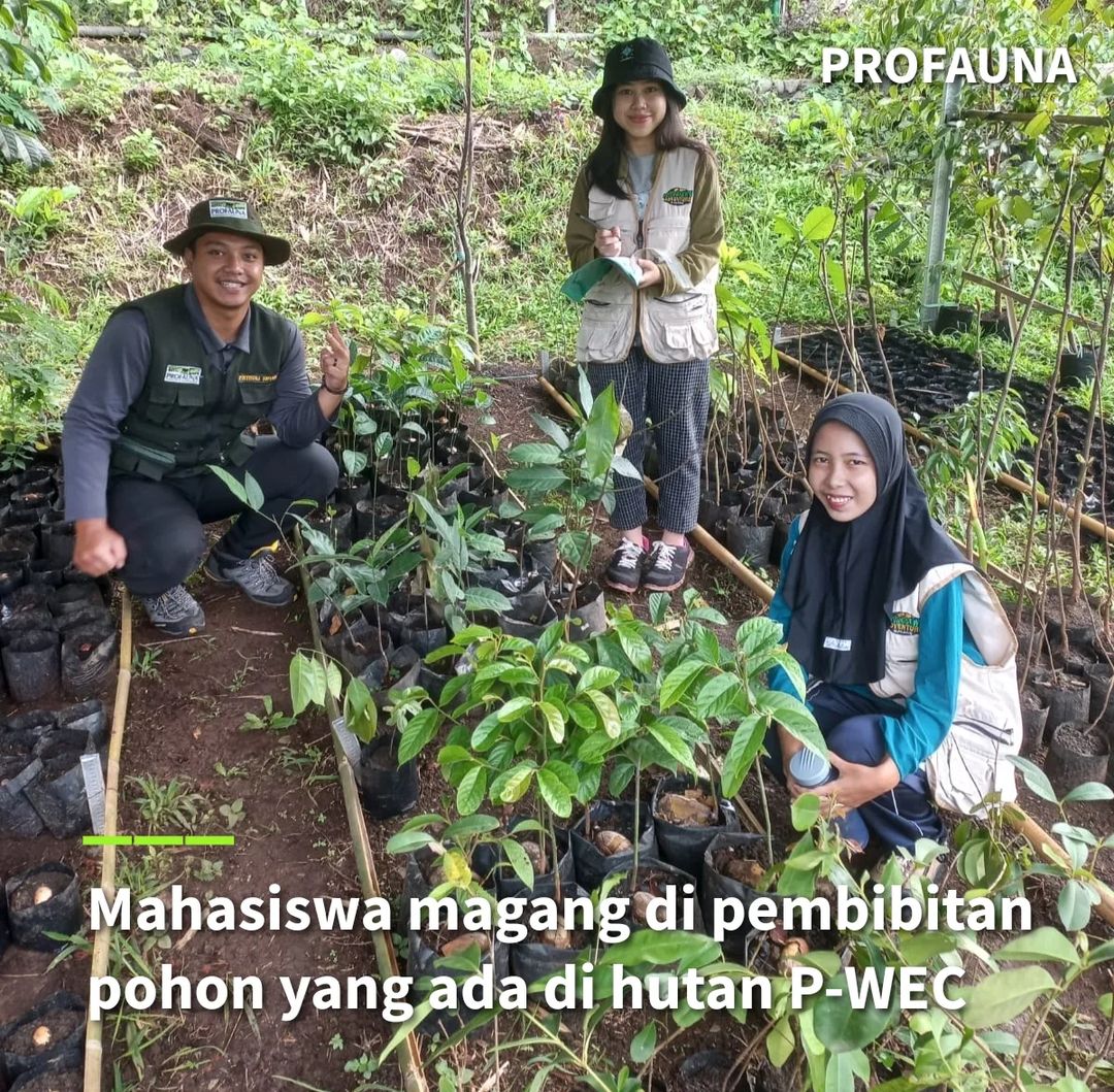 ProFauna's tweet image. Saat ini ada 3 orang mahasiswa yang lagi magang dan jadi relawan di PROFAUNA. Ini mereka lagi membantu pembibitan pohon yang nantinya bibit pohonnya akan ditanam untuk rehabilitasi hutan.
