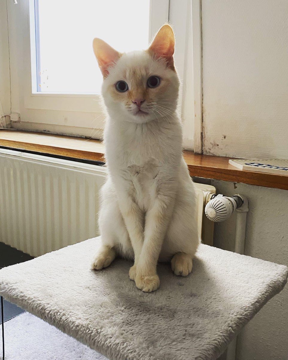 NmnJulie's tweet photo. Nous avons perdu notre chat secteur gare à Nancy. 
Si vous voyez cette petite bouille contactez moi par mp svp 
Il s’appelle Ramses, il est pucé et un peu craintif 
Merci ! https://t.co/tA3bEDFVLU