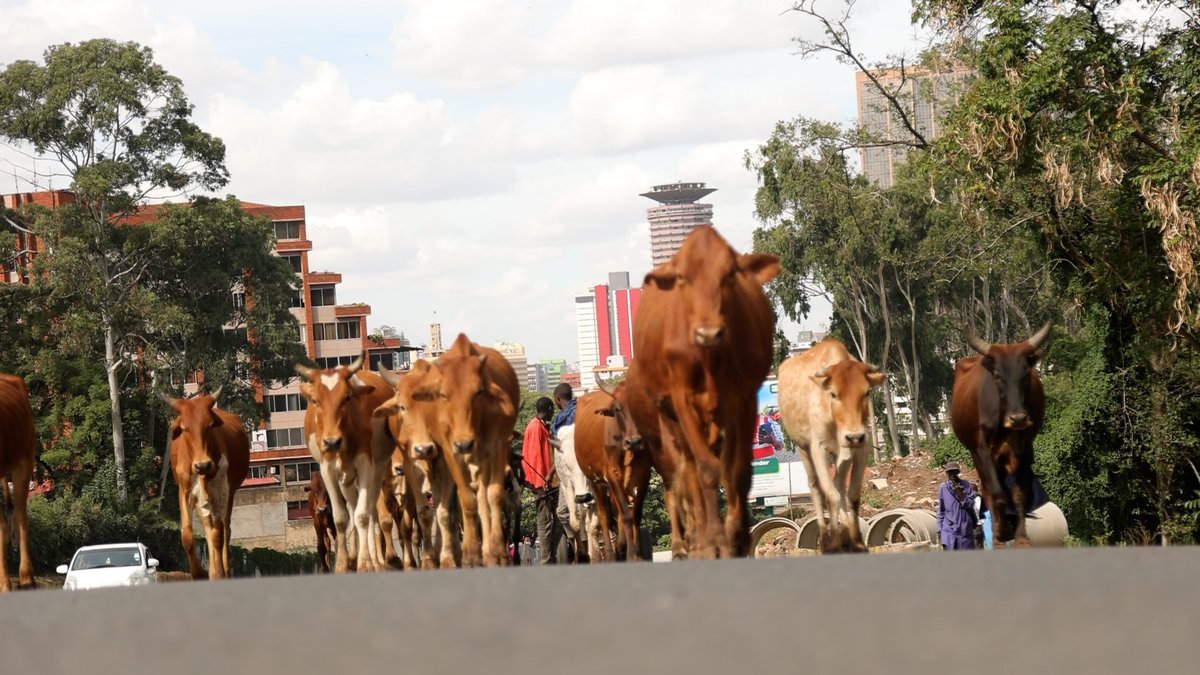 Maasai herders in Kenya face a heartbreaking struggle as prolonged drought forces them to search for pasture. Witness their journey from vast landscapes to the concrete jungle of Nairobi. Cattle, their lifeline, suffer, pushing them into poverty.

📽️: rb.gy/1a65ty