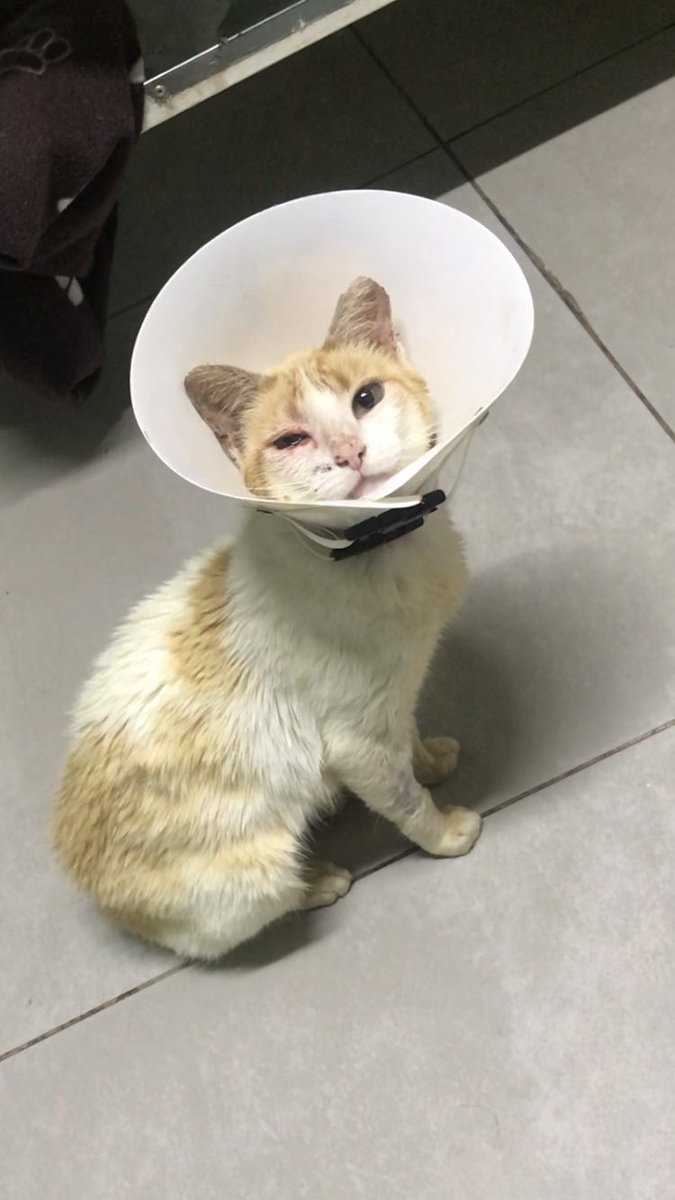 🆘🆘Cupcake (gatinha que resgatei na rodovia) está com carcinoma no olho (precisa de eletroquimioterapia) e vai perder as olherinhas por conta do câncer também (conchectomia). A vet oncologista nos passou os valores que precisamos pagar até SEGUNDA pra fazer tudo! Nos ajudem?🆘🆘