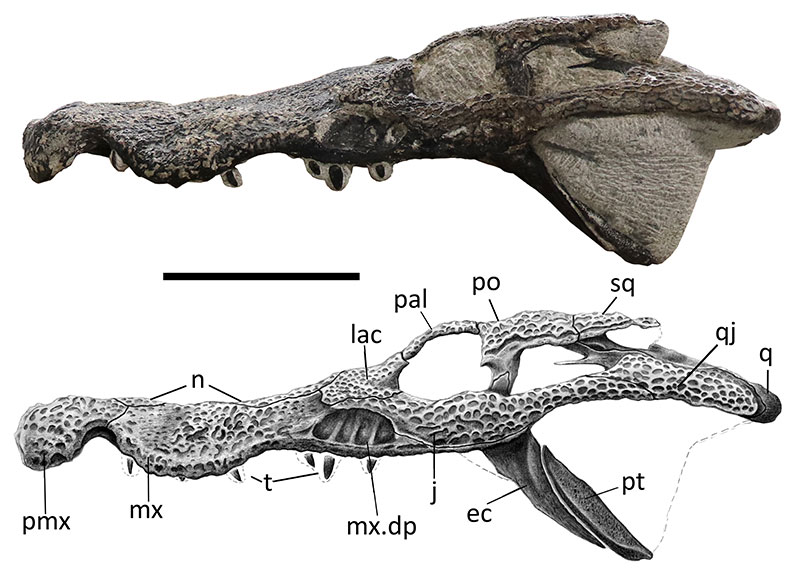 Palaeontologia Electronica tweet media
