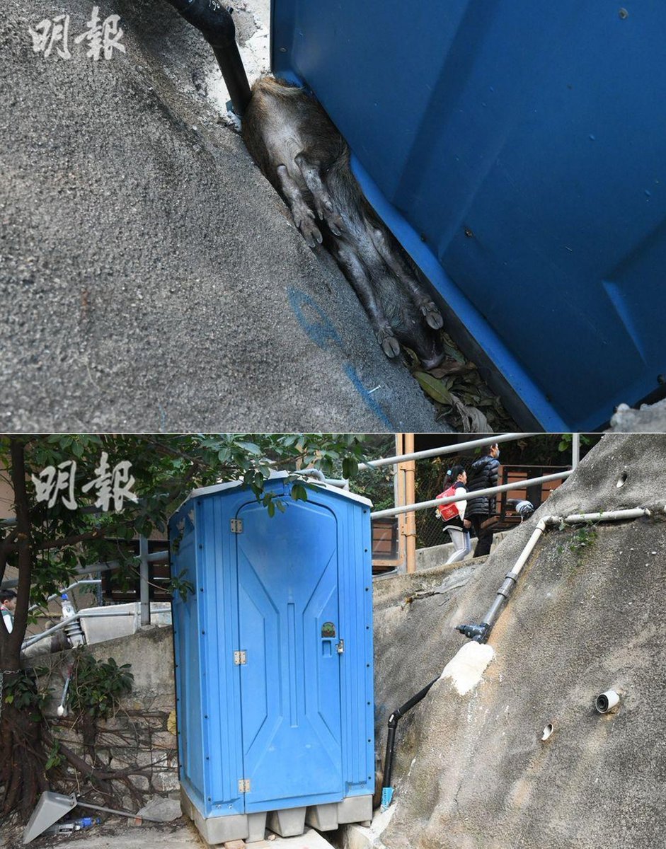 tripperhead's tweet photo. 🇭🇰🐗🚽

A boar, flushed with excitement, made a 💩 decision in North Point on Friday, slipping down an embankment and getting wedged upside down against a portable toilet.

The porta-pig was eventually rescued by fire fighters.

(📸: @mingpaocom)

https://t.co/84CG43weTV https://t.co/fD2tNoZhq8