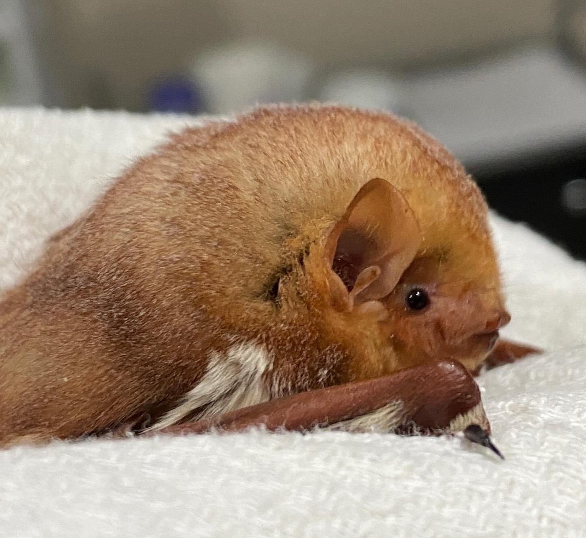 pabatrescue's tweet photo. Ginger Rogers, one of the eastern red bats in our care wouldn’t miss dinner for anything 😂 such a sweet perfect floof ❤️
#pabatrescue #savepabats #lasiurusborealis #easternredbat https://t.co/mJqppAl8zn