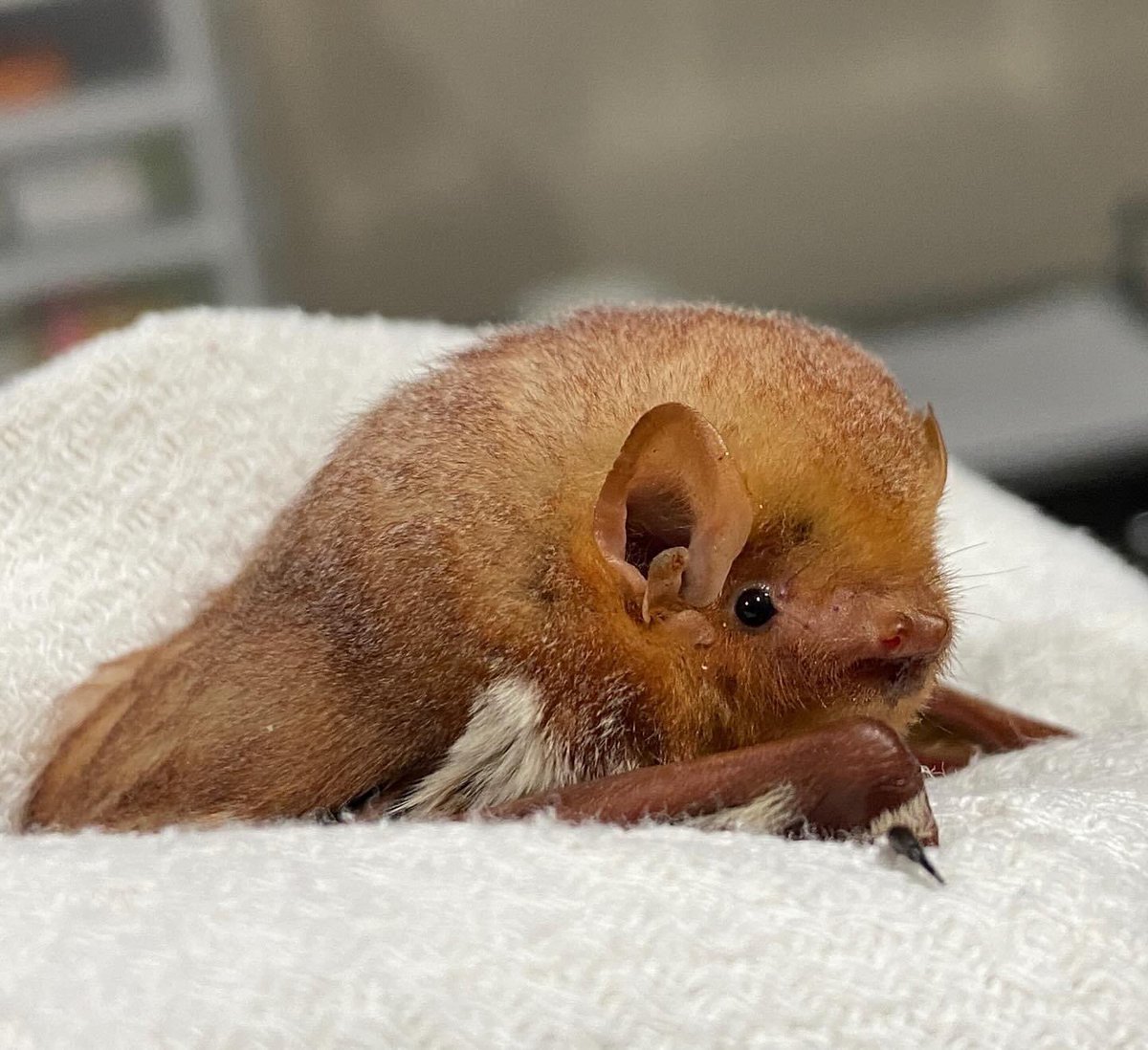 Ginger Rogers, one of the eastern red bats in our care wouldn’t miss dinner for anything 😂 such a sweet perfect floof ❤️

#pabatrescue #savepabats #lasiurusborealis #easternredbat