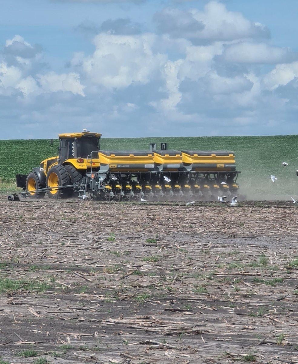 Maíz 1ra ultra tardío 😬
<a href="/LaTijeretaMaiz/">La Tijereta Maíz</a> LT 718