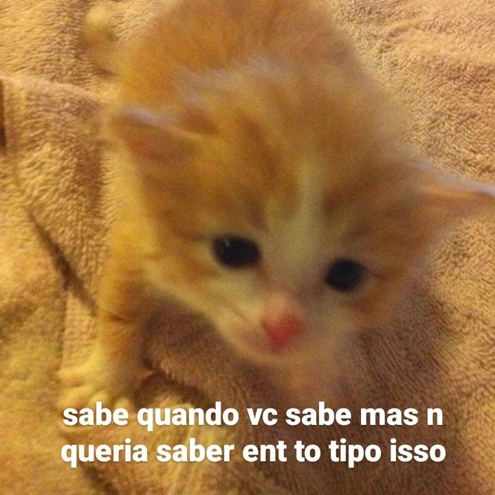 perfil dedicado a gatinhos e peitos (@odeiootaco) on Twitter photo 