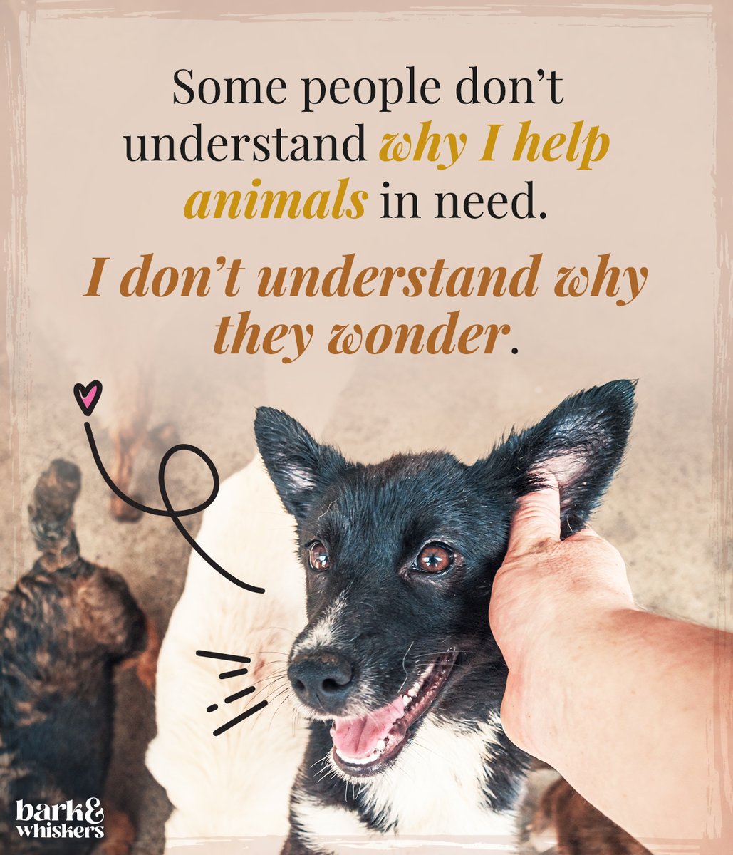 bark_whiskers's tweet photo. Never turn a blind eye to animals in need. May helping them become our second nature. ❤️🩹
#BeCompassionate #HelpAnimalsInNeed #barkandwhiskers https://t.co/IILXgg6MI2