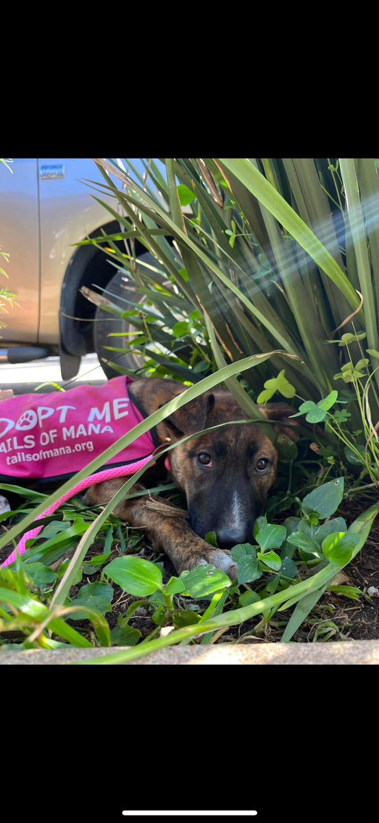 rx4lifeliz's tweet photo. URGENT FOSTER NEEDED
Sweet baby Romina is crate trained and potty trained. figuring out the whole leash thing. She loves other dogs and her toys. 
To foster or adopt Romina aka Mina or to contribute to her care -#tailsofmanarescue
Please go to https://t.co/bkVY9pzyQD https://t.co/NxRSq9wTJB