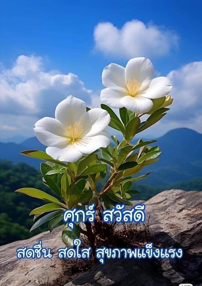 donjumpa's tweet photo. @surapa39865357 สวัสดีครับ https://t.co/PwQsoB6g3N
