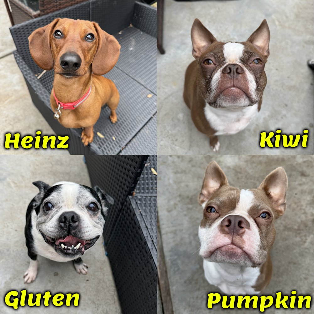 dragonblogger's tweet photo. Updated photos of the pack! #petsofdragonbloggers #bostonterrier #minidachshund #dogs #pets We love all pets, feel free to post a pic of your pet(s)! https://t.co/G5awR5THLk