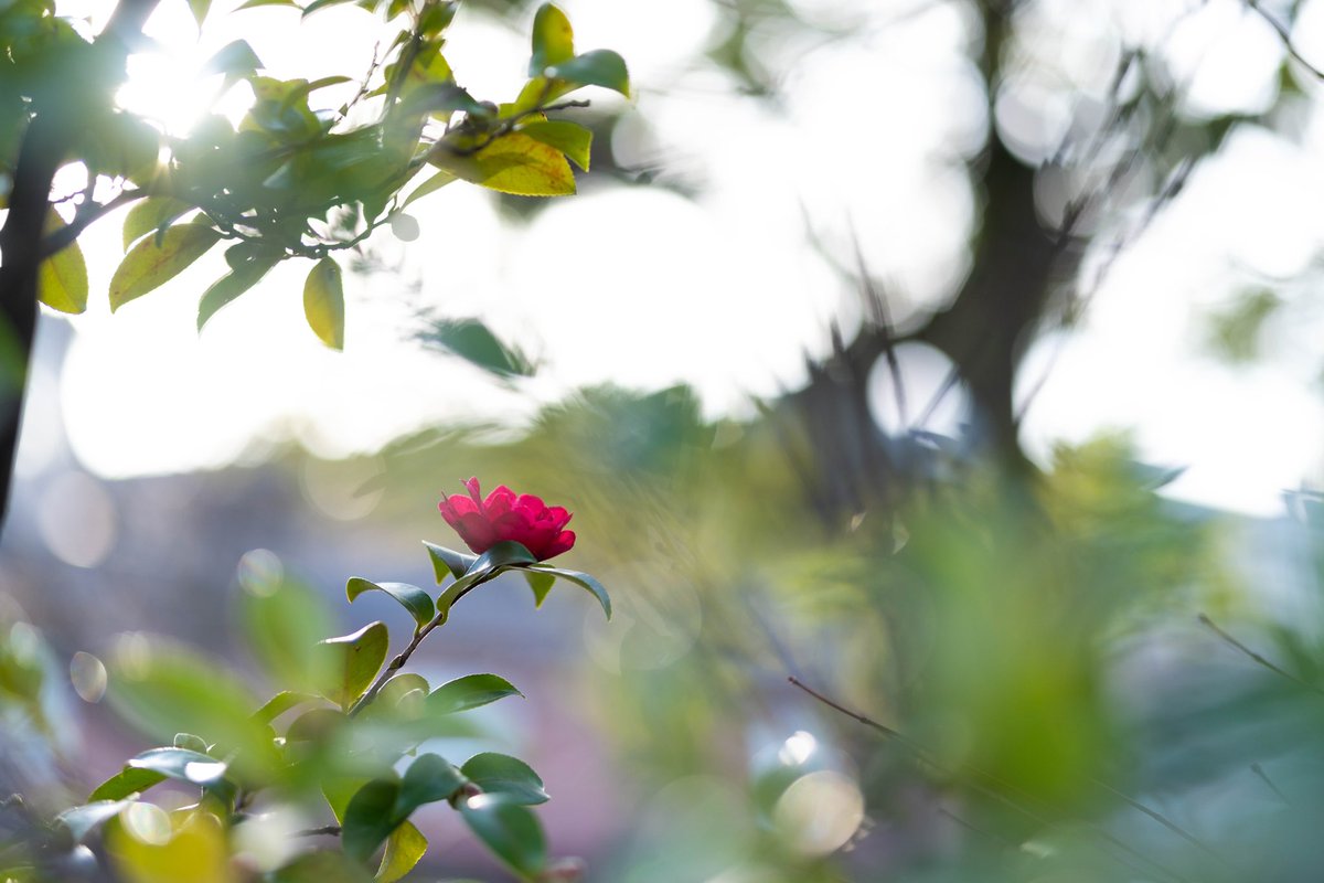 “優しい光”  石川県金沢市内にて
#xh2 #sigma56mmf14
#japan #ishikawa #kanazawa #金沢市 #花 #サザンカ #がんばれ石川 #がんばれ北陸