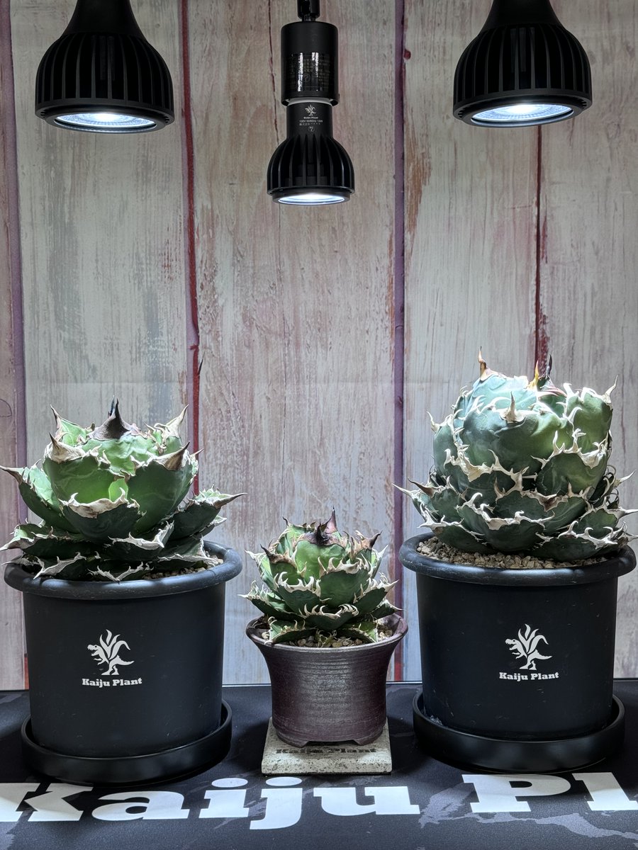 怪獣ビーム🦖こっそり発売】 こんにちは Kaiju Plantです⋆͛🦖⋆͛ 植物