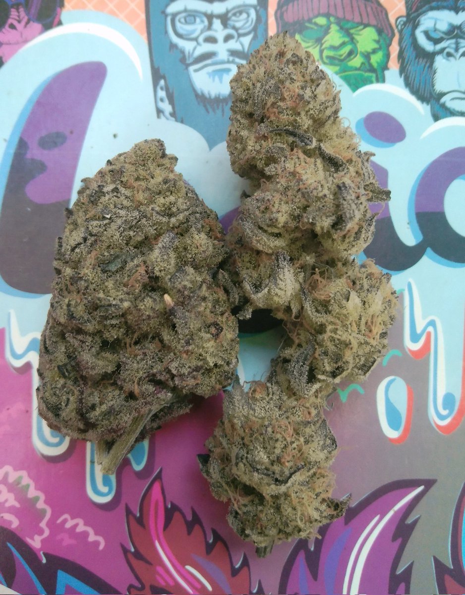 OutbackAnd's tweet image. Let have a smoke. Which bud are you choosing? Two different Gary Payton phenos 🔥💨💨💨