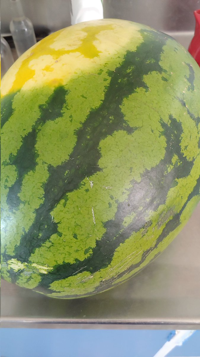 canaXD's tweet photo. スイカに$26も費やすという失態🫥🍉　$3.99/kg😂👍　夏だしいいよね😆🌻🎐 https://t.co/7mRrYVTVPP