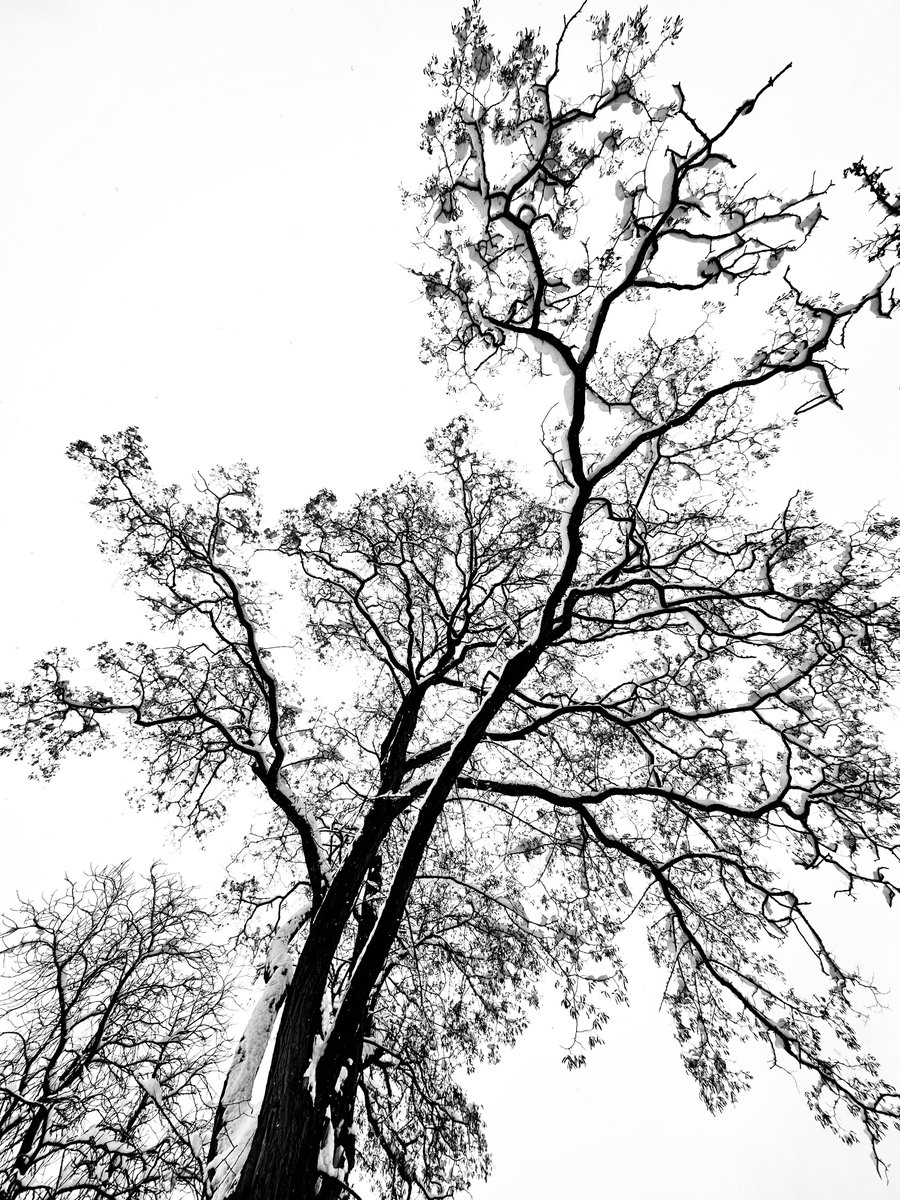 I’ve spent so much time photographing these trees across the street,  I feel as through I’m friends with them. Like all of my friends, they inspire me. I love seeing them in different light, throughout the different seasons. I think they like it to:)