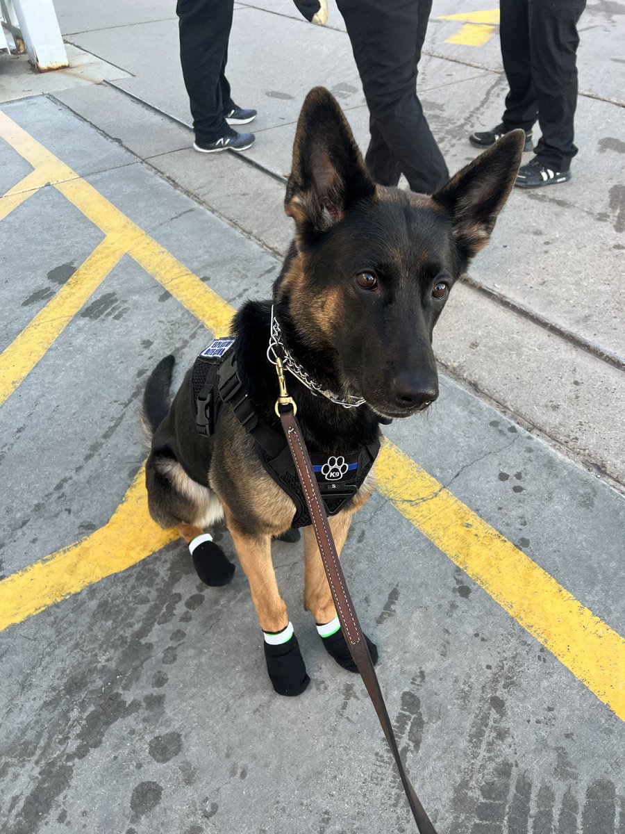 HiDef K9 / Team K9 tweet media