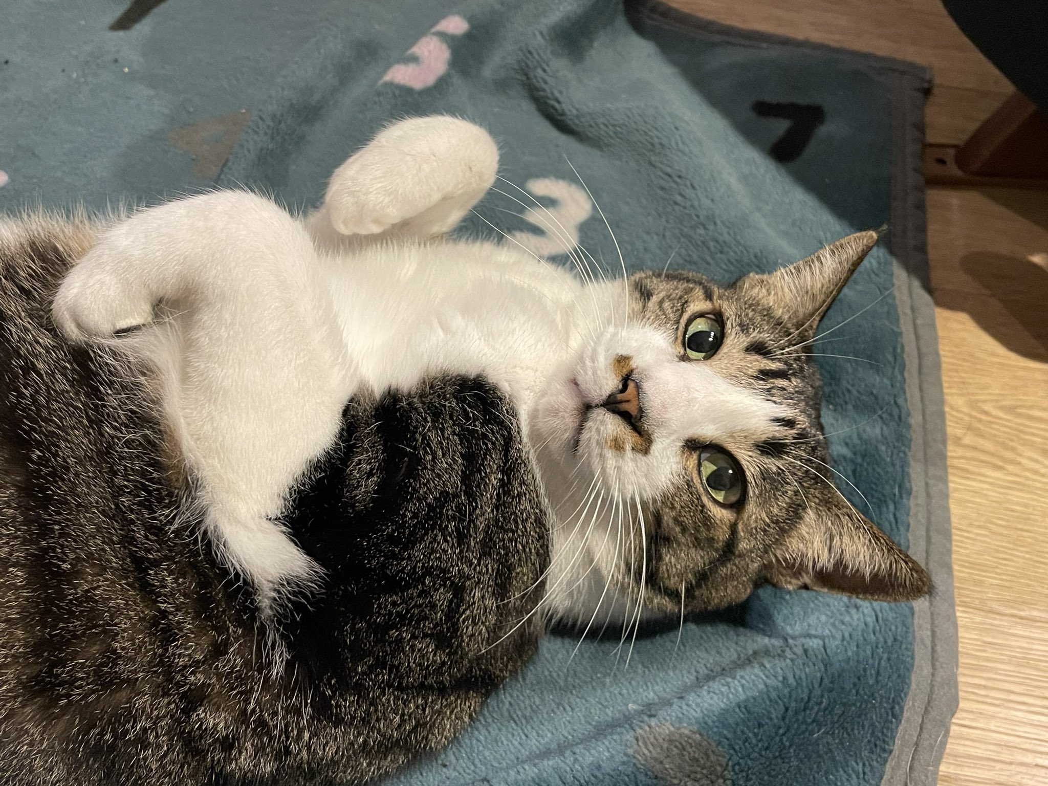 とらねこ Amazon | UDF 100万回生きたねこ とらねこ ノンスケール PVC製