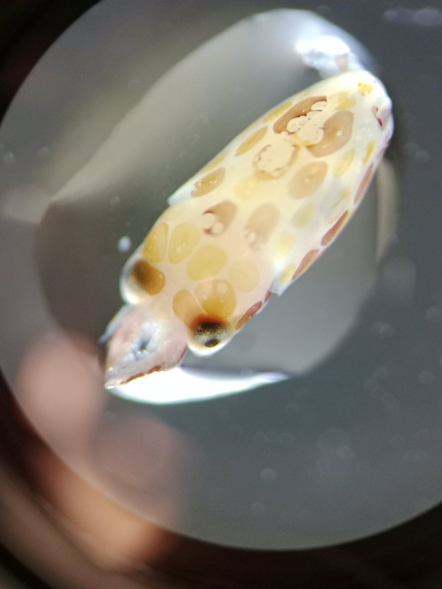 magminute's tweet photo. Frame 1 December 2023 crab larvae Frame 2 January 2024 #plankton PELTER programme in Algoa Bay @SMCRI_ZA @Saeonews https://t.co/DDZ9NdVaGZ
