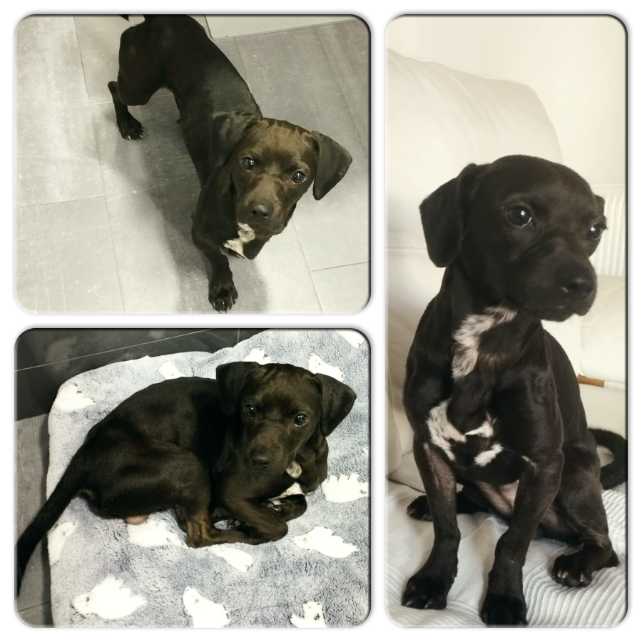 #madrid 
BROWNIE cachorrete mestizo de 7 meses ABANDONADO 
De tamaño peque,apenas 6kg 
Sociable con niños,🐶y🐱
NECESITA #adopcionresponsable
Se entrega chipado,vacunado,desparasitado y CON compromiso de castración
CONTACTO📩 facenuevavida@gmail.com
#cachorros #adopta #adoptame