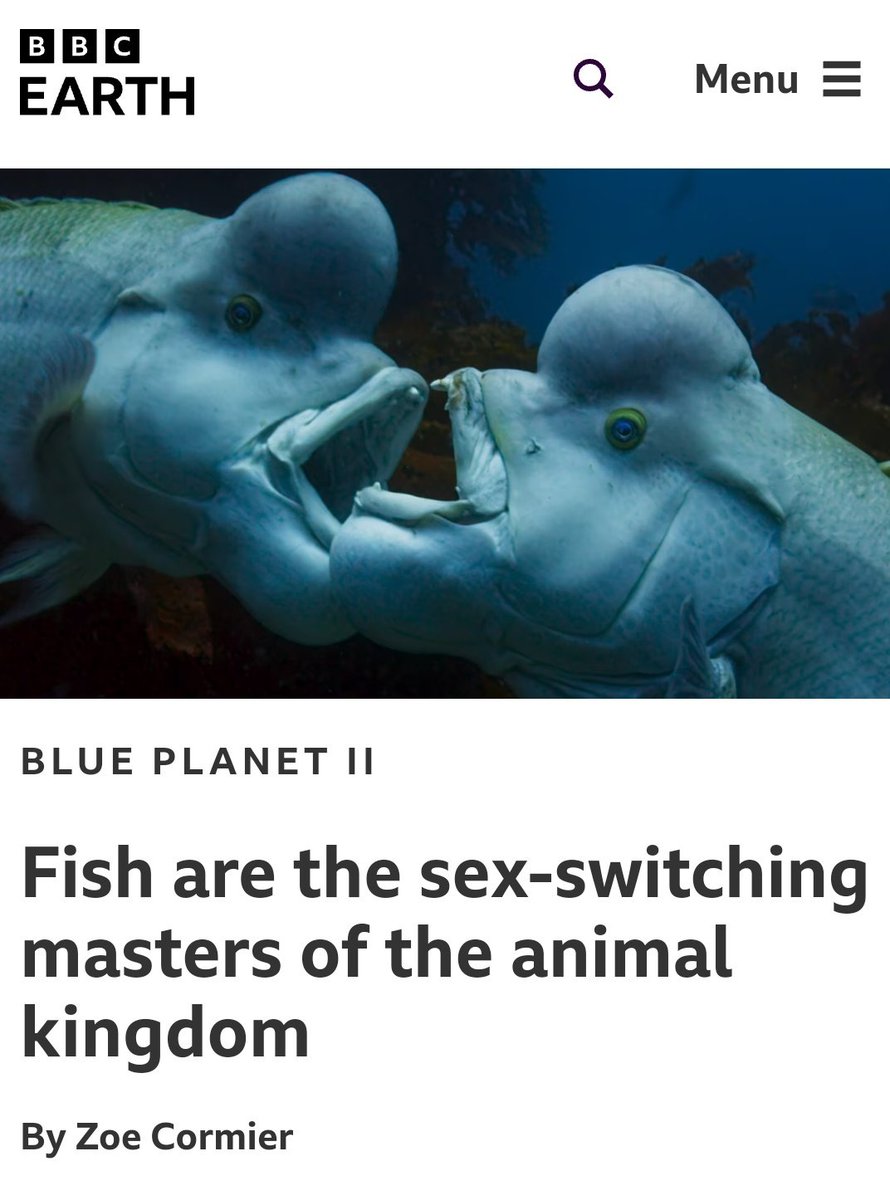 IanCopeland5's tweet image. Sex (like all traits) is not binary. Gender (which is a social construct ) is not binary.

All traits are on a spectrum. Many species of fish change their sex regularly. 

Sex is no exception to the rules of biology, just because you are a bigot...

bbcearth.com/news/fish-are-…