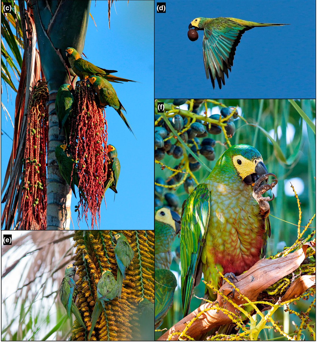 #CitizenScience and #WildlifePhotography shine a light on the dining habits of Red-bellied Macaws! Photos from iNaturalist and WikiAves reveal their flexible foraging behavior. 
Read more: bit.ly/3S6lLy3 
#AustralEcology @EcolSocAus @WileyEcolEvol #NaturalHistoryNote