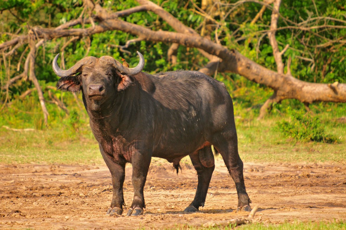 Approach cautiously…

As you #ExploreUganda’s national parks this #weekend, remember to exercise caution in areas frequented by wildlife. For your safety and the safety of our wild inhabitants, maintain the speed limits and remember that the #wildlife always has Right Of Way.