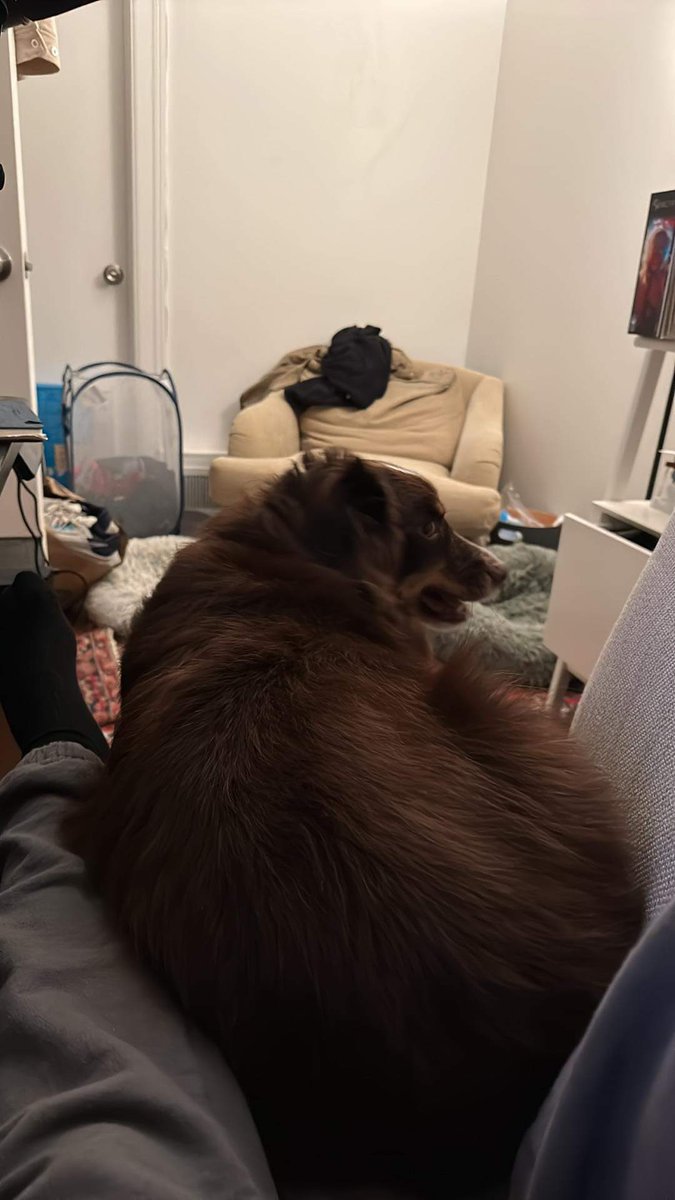 allie cell tweet media