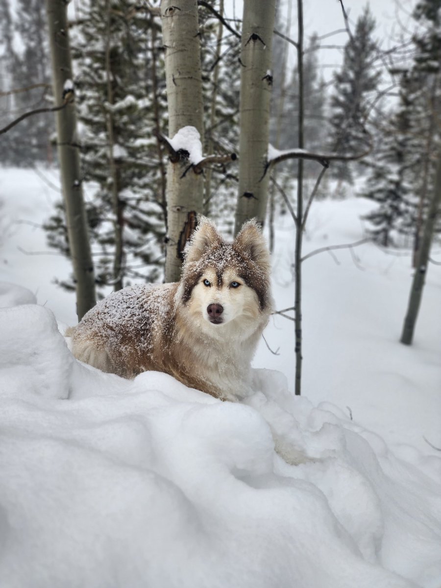 lavalleemi's tweet photo. ❄️ Snow day! ❄️ https://t.co/Bo5CEiZU06