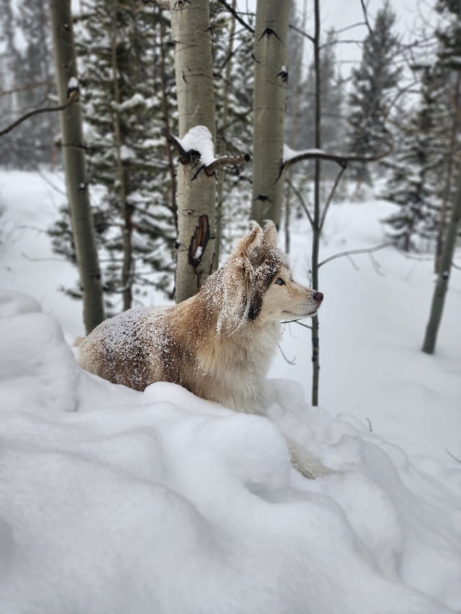 lavalleemi's tweet photo. ❄️ Snow day! ❄️ https://t.co/Bo5CEiZU06