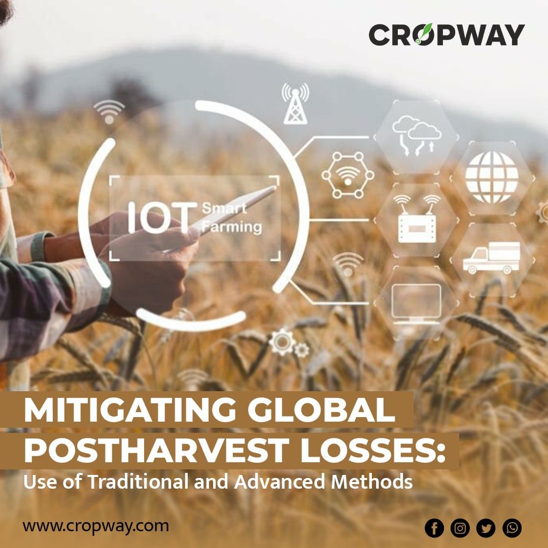 #Postharvestlosses impact farmers due to storage, transportation issues, and tech gaps in preservation.Technology gaps worsen losses by lacking preservation methods.Explore more: cropway.com/global-posthar… #FoodSecurity #SustainableFarming #IoTSensors