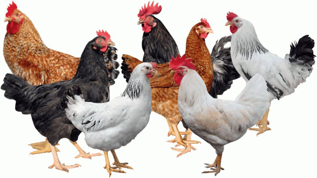 Poultry business in Kenya:

- A chicken (indigenous): Ksh 1,000 ( USD 7)

- A cock (indigenous): Ksh 1,500 ( USD 10)

- A pair of Guinea Fowl: Ksh 7,000 ( USD 50)

- A pair of Geese: Ksh 7,000 ( USD 50)

- A pair of Turkey: Ksh 10,000 ( USD 70)

What you need:

- A space, your