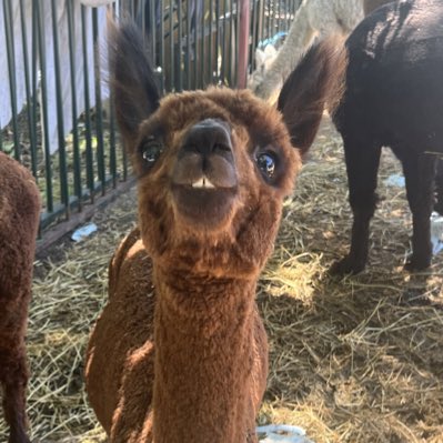 #NewProfilePic
Gotta love a smiling #alpaca always cute