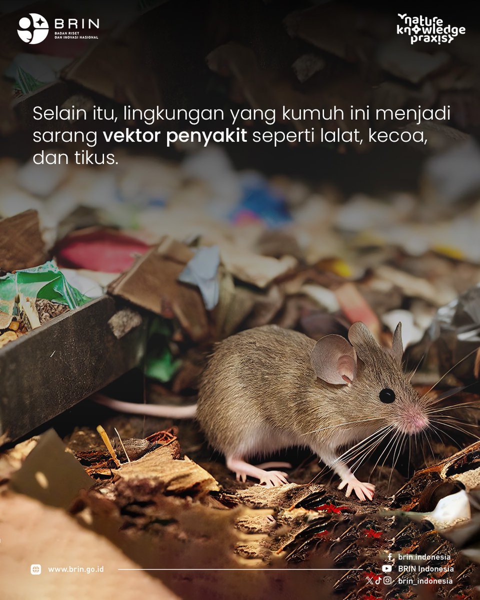 brin_indonesia's tweet photo. Apa saja dampaknya? Simak informasi berikut!
Selengkapnya:
https://t.co/Xz5CuFrKSC
#limbah #sampah #opendumping #lingkungan #kesehatan #BRIN #BRINIndonesia #RisetInovasi https://t.co/qiP1cPRC75