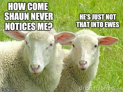 freewooly's tweet image. #Sheep #SheepHumor