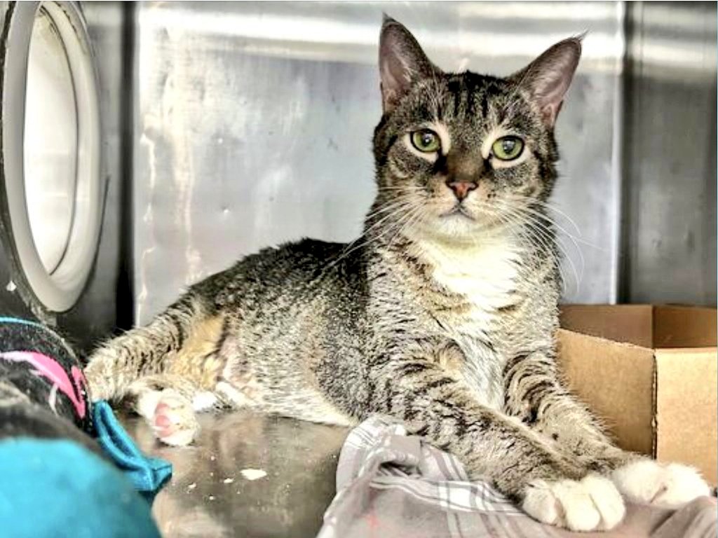 newhope.shelterbuddy.com/Animal/Profile…
🆘️Mittens🆘️
4TH CHANCE
TBD 1/20/24 at 12PM
MITTENS is a loving
gorgeous girl
13 Years Young
Dumped by Owner
No reason given
Diabetic(Treatable)
Save this sweet soul
🆘️Save MITTENS🆘️
Adopt/Foster/Pledge
She could DIE Saturday
#SaveMe #NYC 🆘️🆘️