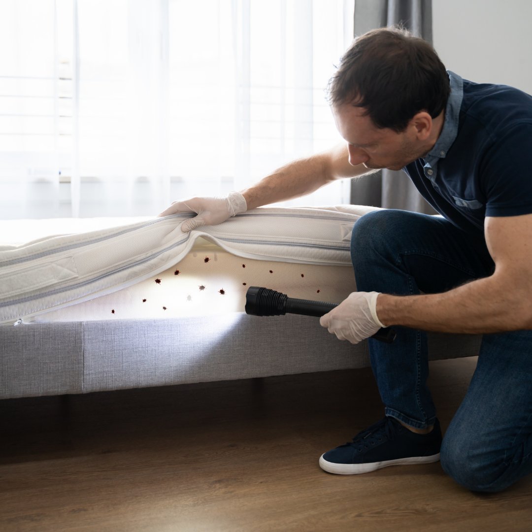 harveyenviro's tweet photo. Whether the standard requests it or not, it makes sense for your staff to recognise the signs of pest activity and to understand the process of reporting it to a designated manager.

#pestcontrol #hospitalitysector #stafftraining #protectyourbusiness https://t.co/jjDOD5FdLR
