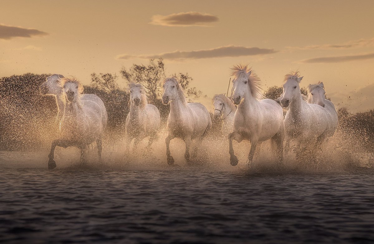 GM frens ☀️! Majestic white horses in golden light… From our annual Camargue photo tour 📸🐎