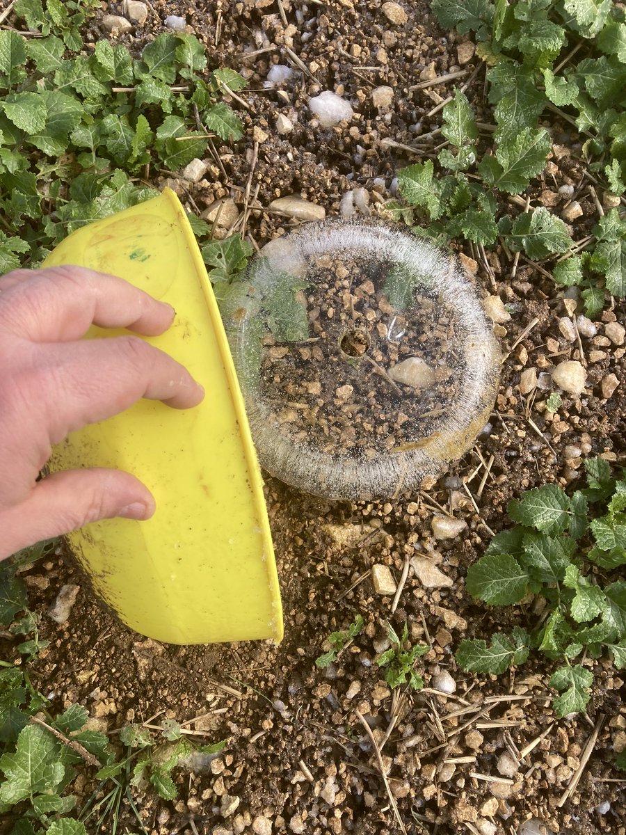 OlivierCOSTE2's tweet photo. Le sol est encore gelé dans cette belle #Moutarde d’une #Agriculture de nos plateaux de #Bourgogne #APGMB.
Au plus bas @BONNIN1402,le🌡️ est descendu à - 4 dans les environs de l’
#Auxerrois et d’#Auxerre.
En attendant un rayon de ☀️et la 📈 des températures,je vide ta cuvette. https://t.co/jENp5mUbhG