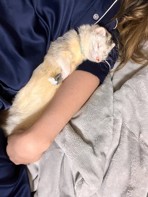 フェレ