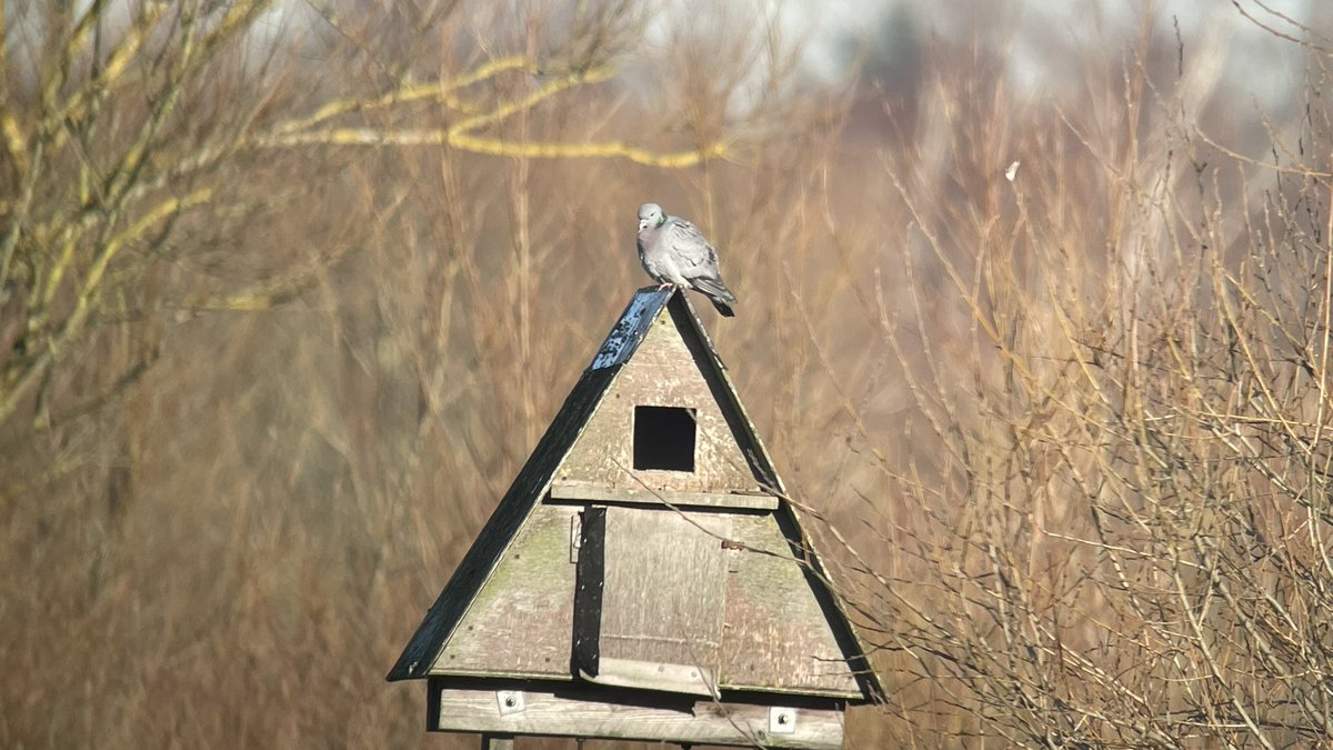 SHummerstone's tweet photo. One off 3 stock doves seen from the draper hide @RSPBRyeMeads @Hertsbirds https://t.co/lgX5XlWbsE