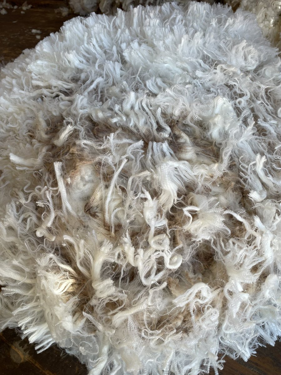 Timm_Shepherd's tweet photo. Baratta station main shear in full swing. Magic wool growing country, magic fibre https://t.co/JI0j3vNU83