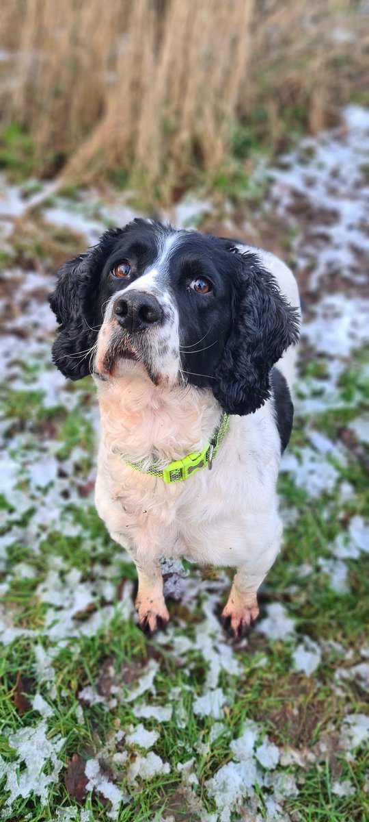 WagtailUK_dogs's tweet photo. Wagtail, Illegal Vape &amp; Illegal Tobacco Detection Dog ‘Pippa’ #illegalvapes #illegaltobacco #illegalcigarettes #detectiondogs #counterfeit #tobacco #fake #counterfeit #snifferdogs #snifferdog #springerspaniel #welshsnifferdogs #marketleader #usethebest https://t.co/W9V2aQELHi