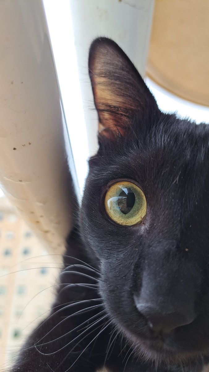 AinoAiny's tweet photo. Pequeña sesión de Monkey de hoy<3 https://t.co/9utrRxT4ft