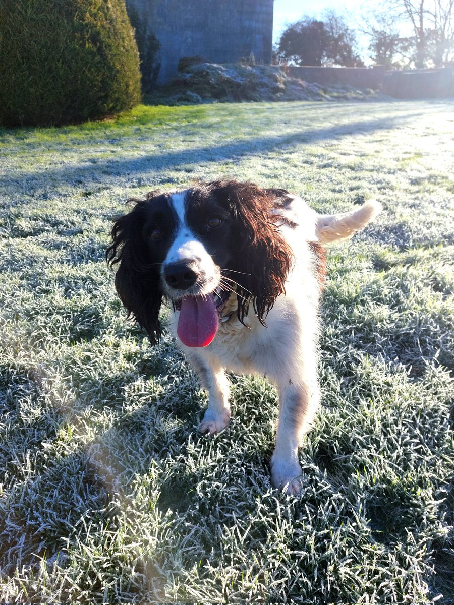 Cool, crisp morning. 
Glistening, crunchy grass underfoot. 
A ball to catch...
..life is good! 
#YOPD #Live #Breathe #Be #DogsRock #NotJustMansBestFriend #FrostyMorning #SunnySouthEast