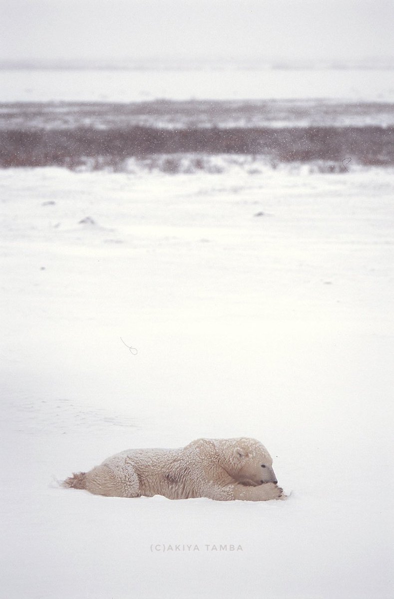 Thank God it's Friday !

お疲れちゃん〜

#polarbear #wildlife #churchill #explorecanada #earth #nature #シロクマ #ホッキョクグマ #白熊 #しろくま #thankyouhealthcareworkers #ハナキン #良い週末を