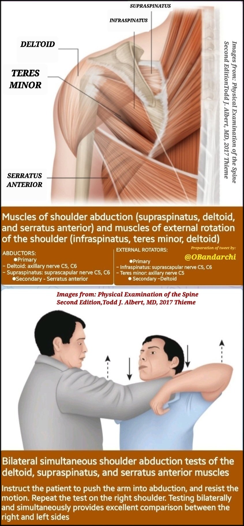 Dr. OMID BANDARCHI on X: Function of the shoulder girdle muscles  beautifully shown. These movements, however, do not occur exclusively at  the shoulder joint. In the living person, an associated movement of